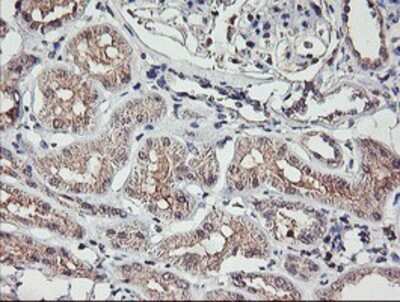 Immunohistochemistry: TMEFF2/Tomoregulin-2 Antibody (OTI1F9) - Azide and BSA Free [NBP2-74537] - Staining of paraffin-embedded Human Kidney tissue using anti-TMEFF2 mouse monoclonal antibody.