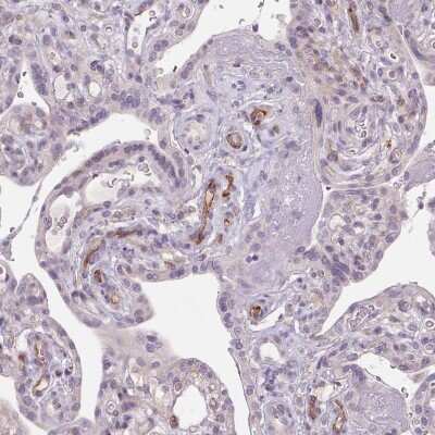 Immunohistochemistry-Paraffin TMEM100 Antibody - BSA Free