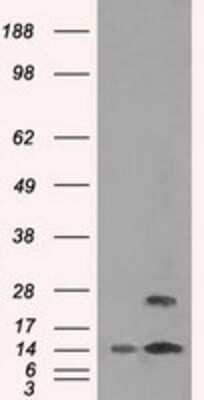 Western Blot: TMEM100 Antibody (OTI10G3) - Azide and BSA Free [NBP2-74545] - HEK293T cells were transfected with the pCMV6-ENTRY control (Left lane) or pCMV6-ENTRY TMEM100 (Right lane) cDNA for 48 hrs and lysed. Equivalent amounts of cell lysates (5 ug per lane) were separated by SDS-PAGE and immunoblotted with anti-TMEM100.