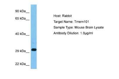 Western Blot: TMEM101 Antibody [NBP2-83664] - Host: Rabbit. Target Name: TMEM101. Sample Tissue: Mouse Brain lysates. Antibody Dilution: 1ug/ml