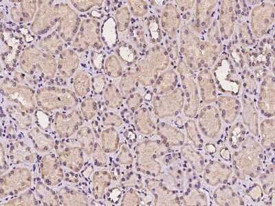 Immunohistochemistry-Paraffin: TMEM106C Antibody [NBP2-97968] - Immunochemical staining of human TMEM106C in human kidney with rabbit polyclonal antibody at 1:100 dilution, formalin-fixed paraffin embedded sections.