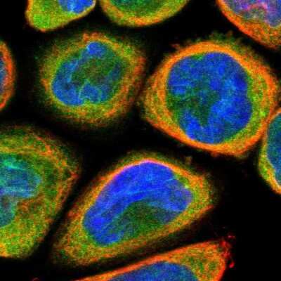 Immunocytochemistry/Immunofluorescence: TMEM109 Antibody [NBP1-93462] - Immunofluorescent staining of human cell line A-431 shows localization to nuclear membrane & cytosol.