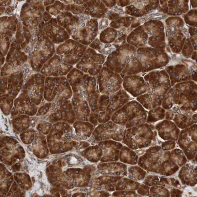 Immunohistochemistry-Paraffin: TMEM109 Antibody [NBP1-93462] - Staining of human pancreas shows strong cytoplasmic positivity in exocrine glandular cells.