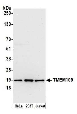 Western Blot: TMEM109 Antibody [NBP2-61233] - Detection of human TMEM109 by western blot. Samples: Whole cell lysate (15 ug) from HeLa, 293T, and Jurkat cells prepared using NETN lysis buffer. Antibody: Affinity purified rabbit anti-TMEM109 antibody NBP2-61233 used for WB at 1:1000. Detection: Chemiluminescence with an exposure time of 30 seconds.