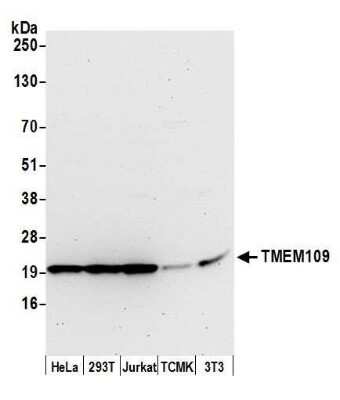 Western Blot: TMEM109 Antibody [NBP2-61234] - Detection of human and mouse TMEM109 by western blot. Samples: Whole cell lysate (50 ug) from HeLa, 293T, Jurkat, mouse TCMK-1, and mouse NIH3T3 cells prepared using NETN lysis buffer. Antibody: Affinity purified rabbit anti-TMEM109 antibody NBP2-61234 used for WB at 1:1000. Detection: Chemiluminescence with an exposure time of 30 seconds.