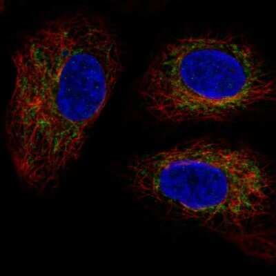 Immunocytochemistry/Immunofluorescence: TMEM11 Antibody [NBP2-56130] - Staining of human cell line A549 shows localization to mitochondria.