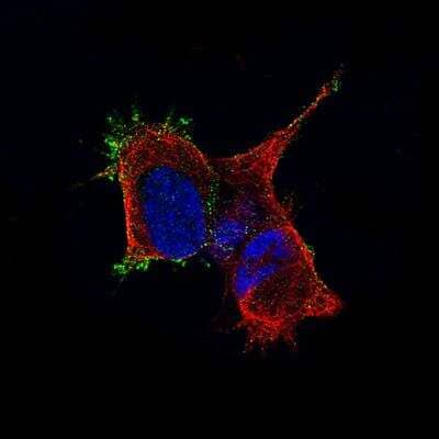 Immunocytochemistry/Immunofluorescence: TMEM119 Antibody (CL8714) [NBP2-76985] - Staining of SH-SY5Y cells using the Anti-TMEM119 monoclonal antibody, showing specific staining to the plasma membrane in green. Microtubule- and nuclear probes are visualized in red and blue, respectively (where available). Antibody staining is shown in green.