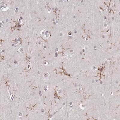 Immunohistochemistry-Paraffin: TMEM119 Antibody [NBP2-30792] - Staining of human cerebral cortex shows moderate to strong membranous positivity in microglia.