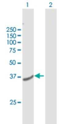 Western Blot: TMEM120A Antibody [H00083862-B01P] - Analysis of TMEM120A expression in transfected 293T cell line by TMEM120A polyclonal antibody.  Lane 1: TMPIT transfected lysate(37.73 KDa). Lane 2: Non-transfected lysate.