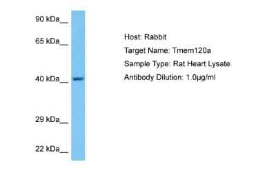 Western Blot: TMEM120A Antibody [NBP2-84304] - Host: Rabbit. Target Name: TMEM120A. Sample Tissue: Rat Heart lysates. Antibody Dilution: 1ug/ml