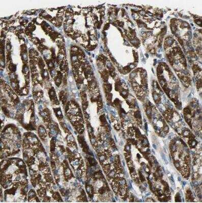 Immunohistochemistry-Paraffin TMEM120B Antibody - BSA Free