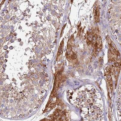 Immunohistochemistry-Paraffin TMEM126A Antibody - BSA Free