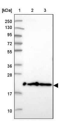 Western Blot TMEM126A Antibody - BSA Free