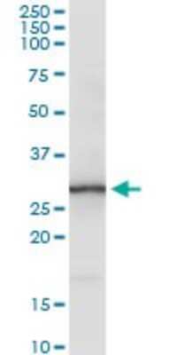Western Blot: TMEM126B Antibody [H00055863-D01P] - Analysis of TMEM126B expression in human kidney.