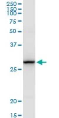 Western Blot TMEM126B Antibody - Azide and BSA Free