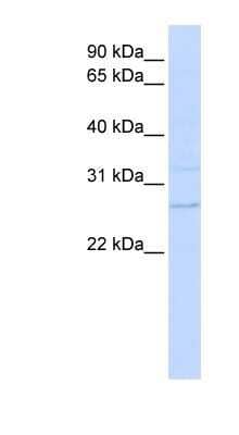 Western Blot TMEM126B Antibody - BSA Free