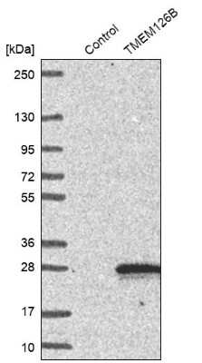 Western Blot TMEM126B Antibody - BSA Free