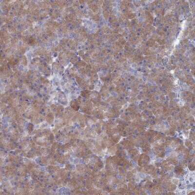 Immunohistochemistry-Paraffin: TMEM128 Antibody [NBP1-92516] - Staining of human pancreas shows moderate cytoplasmic positivity in exocrine glandular cells.