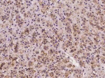 Immunohistochemistry-Paraffin TMEM128 Antibody - BSA Free