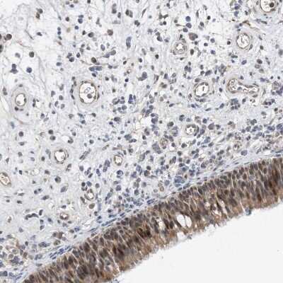 Immunohistochemistry-Paraffin TMEM132B Antibody - BSA Free