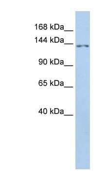 Western Blot TMEM132B Antibody - BSA Free