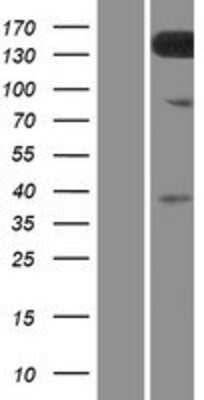 Western Blot: TMEM132C Overexpression Lysate (Adult Normal) [NBP2-09601] Left-Empty vector transfected control cell lysate (HEK293 cell lysate); Right -Over-expression Lysate for TMEM132C.