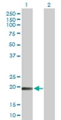 Western Blot: TMEM134 Antibody [H00080194-D01P] - Analysis of TMEM134 expression in transfected 293T cell line by TMEM134 polyclonal antibody.Lane 1: TMEM134 transfected lysate(21.60 KDa).Lane 2: Non-transfected lysate.