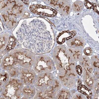 Immunohistochemistry-Paraffin TMEM139 Antibody - BSA Free