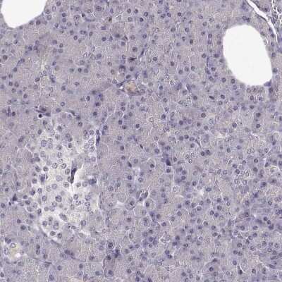 Immunohistochemistry-Paraffin: TMEM145 Antibody [NBP2-57030] - Staining of human pancreas shows low expression as expected.