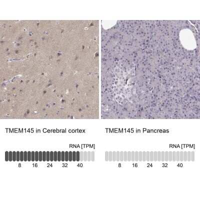 Immunohistochemistry-Paraffin: TMEM145 Antibody [NBP2-57030] - Staining in human cerebral cortex and pancreas tissues using anti-TMEM145 antibody. Corresponding TMEM145 RNA-seq data are presented for the same tissues.