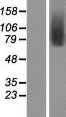 Western Blot: TMEM146 Overexpression Lysate (Adult Normal) [NBP2-05308] Left-Empty vector transfected control cell lysate (HEK293 cell lysate); Right -Over-expression Lysate for TMEM146.