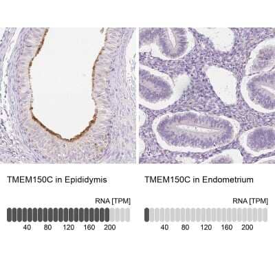 Immunohistochemistry-Paraffin: TMEM150C Antibody [NBP2-30558] - Staining in human epididymis and endometrium tissues using anti-TMEM150C antibody. Corresponding TMEM150C RNA-seq data are presented for the same tissues.