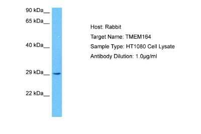 Western Blot: TMEM164 Antibody [NBP2-85936] - Host: Rabbit. Target Name: TMEM164. Sample Tissue: Human HT1080 Whole Cell lysates. Antibody Dilution: 1ug/ml