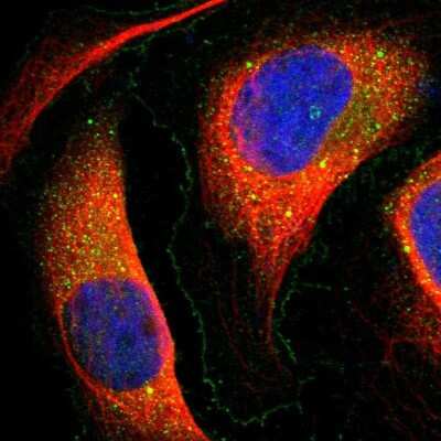 Immunocytochemistry/ Immunofluorescence TMEM166 Antibody - BSA Free