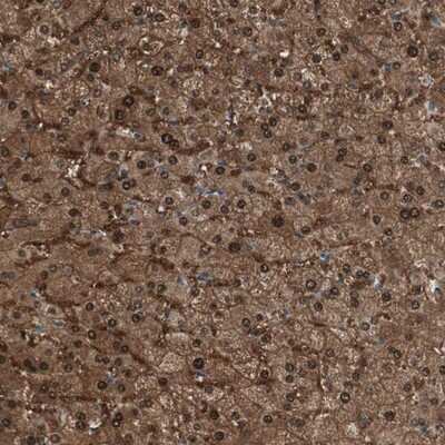 Immunohistochemistry-Paraffin TMEM166 Antibody - BSA Free