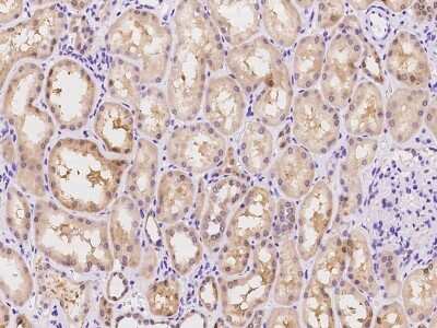 Immunohistochemistry-Paraffin: TMEM168 Antibody [NBP2-97864] - Immunochemical staining of human TMEM168 in human kidney with rabbit polyclonal antibody at 1:100 dilution, formalin-fixed paraffin embedded sections.