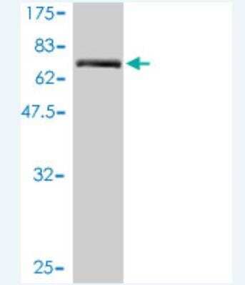 Western Blot: TMEM16K Antibody (2B12-1A11) [H00055129-M01] - Detection against Immunogen (68.86 KDa) .