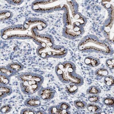 Immunohistochemistry-Paraffin: TMEM17 Antibody [NBP1-81974] - Staining of human duodenum shows strong cytoplasmic positivity with a granular pattern in glandular cells.