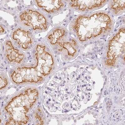 Immunohistochemistry-Paraffin: TMEM174 Antibody [NBP1-82023] - Staining of human kidney shows high expression.