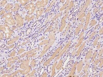 Immunohistochemistry-Paraffin: TMEM174 Antibody [NBP2-97867] - Immunochemical staining of human TMEM174 in human kidney with rabbit polyclonal antibody at 1:100 dilution, formalin-fixed paraffin embedded sections.