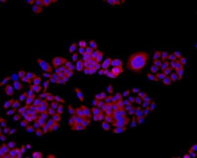 Immunocytochemistry/Immunofluorescence: TMEM177 Antibody (A6-A11) [NBP2-67213] - Staining TMEM177 in HepG2 cells (red). The nuclear counter stain is DAPI (blue). Cells were fixed in paraformaldehyde, permeabilised with 0.25% Triton X100/PBS.