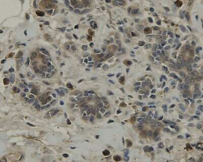 Immunohistochemistry-Paraffin: TMEM177 Antibody (A6-A11) [NBP2-67213] - Analysis of paraffin-embedded human breast tissue using anti-TMEM177 antibody. Counter stained with hematoxylin.