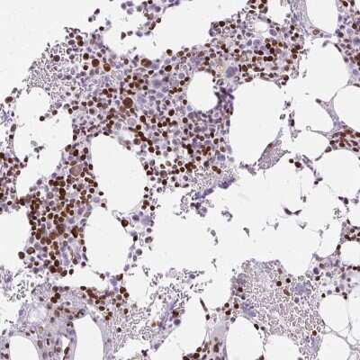 Immunohistochemistry-Paraffin: TMEM177 Antibody [NBP2-31567] - Staining of human bone marrow shows strong nuclear positivity in hematopoietic cells.