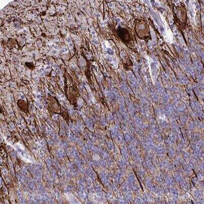 Immunohistochemistry-Paraffin: TMEM189 Antibody [NBP2-32476] - Staining of human cerebellum shows distinct positivity in processes.