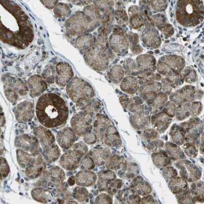 Immunohistochemistry-Paraffin: TMEM19 Antibody [NBP1-90422] - Staining of human salivary gland shows strong cytoplasmic positivity in glandular cells.