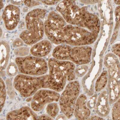 Immunohistochemistry-Paraffin: TMEM192 Antibody [NBP1-93799] - Staining of human kidney shows moderate to strong granular cytoplasmic positivity in cells in tubules.