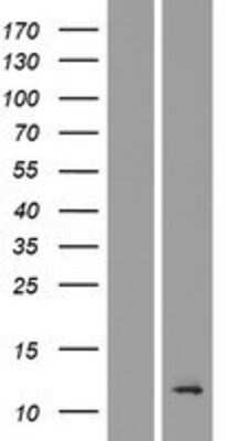 Western Blot TMEM196 Overexpression Lysate
