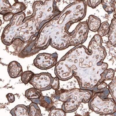 Immunohistochemistry-Paraffin TMEM2 Antibody