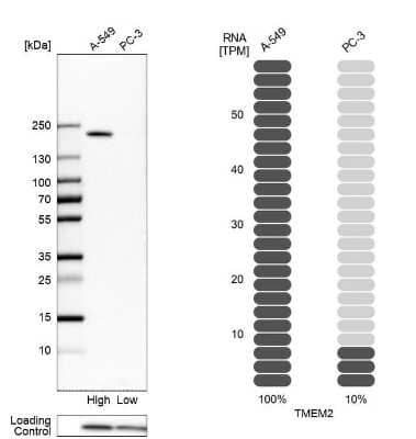 Western Blot: TMEM2 Antibody [NBP1-94168] - Analysis in human cell lines A-549 and PC-3 using anti-TMEM2 antibody. Corresponding TMEM2 RNA-seq data are presented for the same cell lines. Loading control: anti-PPIB.