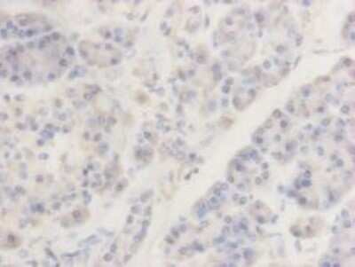 Immunohistochemistry-Paraffin: TMEM200A Antibody (4-B3) [NBP2-67214] - Analysis of paraffin- embedded human pancreas tissue using anti-TMEM200A Mouse mAb.
